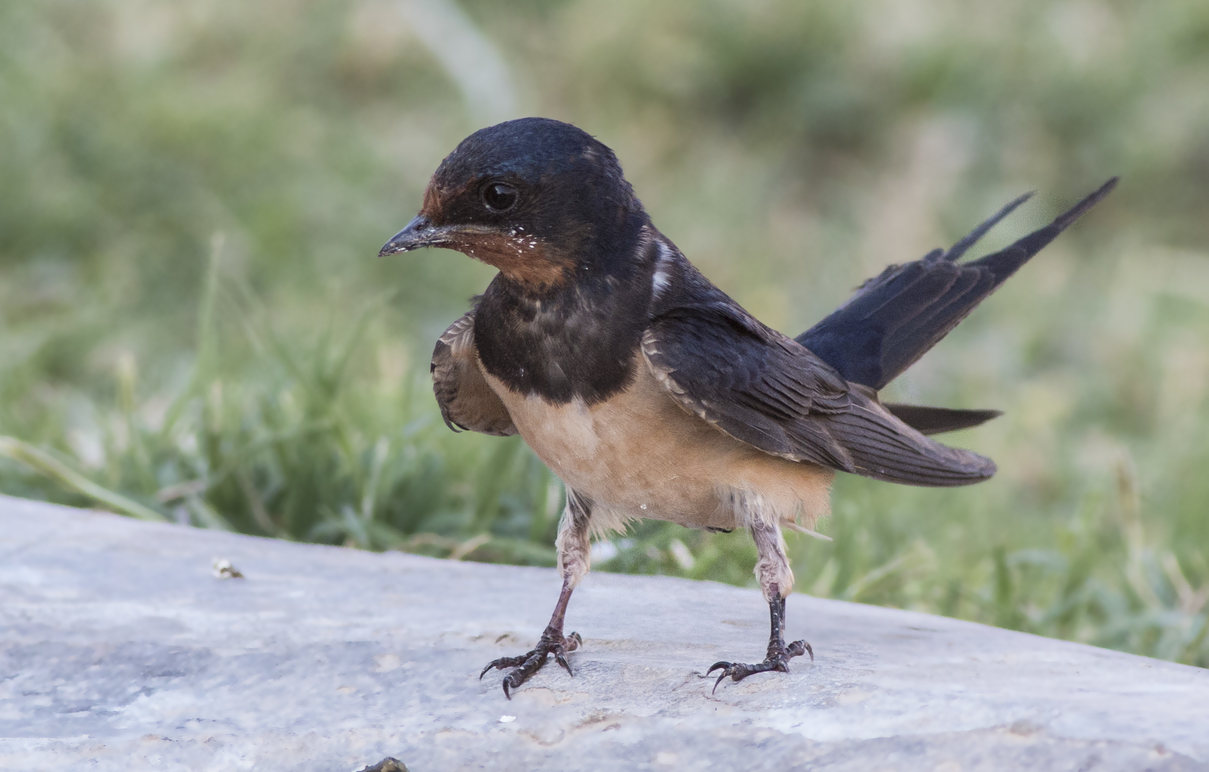 Barn Swallow